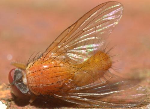 Réf. 306 170 : Phaonia pallida